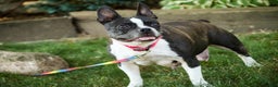 Boston Terrier dogs for sale: Howie - Ad 9