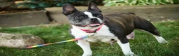 Boston Terrier dogs for sale: Howie - Ad 12