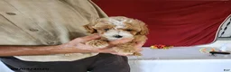 Cavapoo dogs for sale: Tango - Ad 4