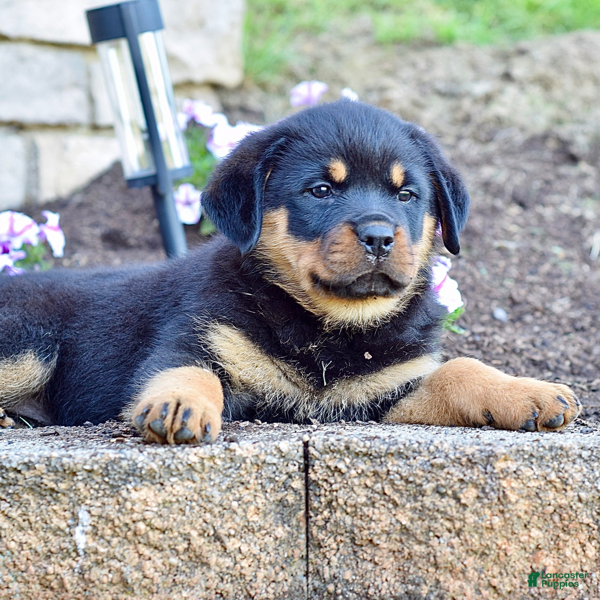 Rottweiler dogs Rose - Ad 2