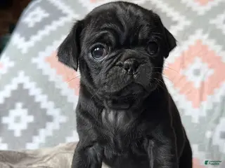 Pug dogs Poppy - Ad 5