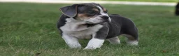 Beabull dogs for sale: Everett - Ad 3