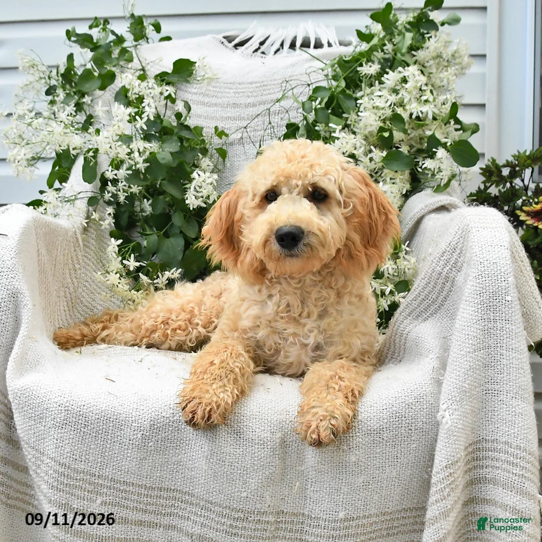 Goldendoodle dogs for sale: Mackenzie - Ad 1
