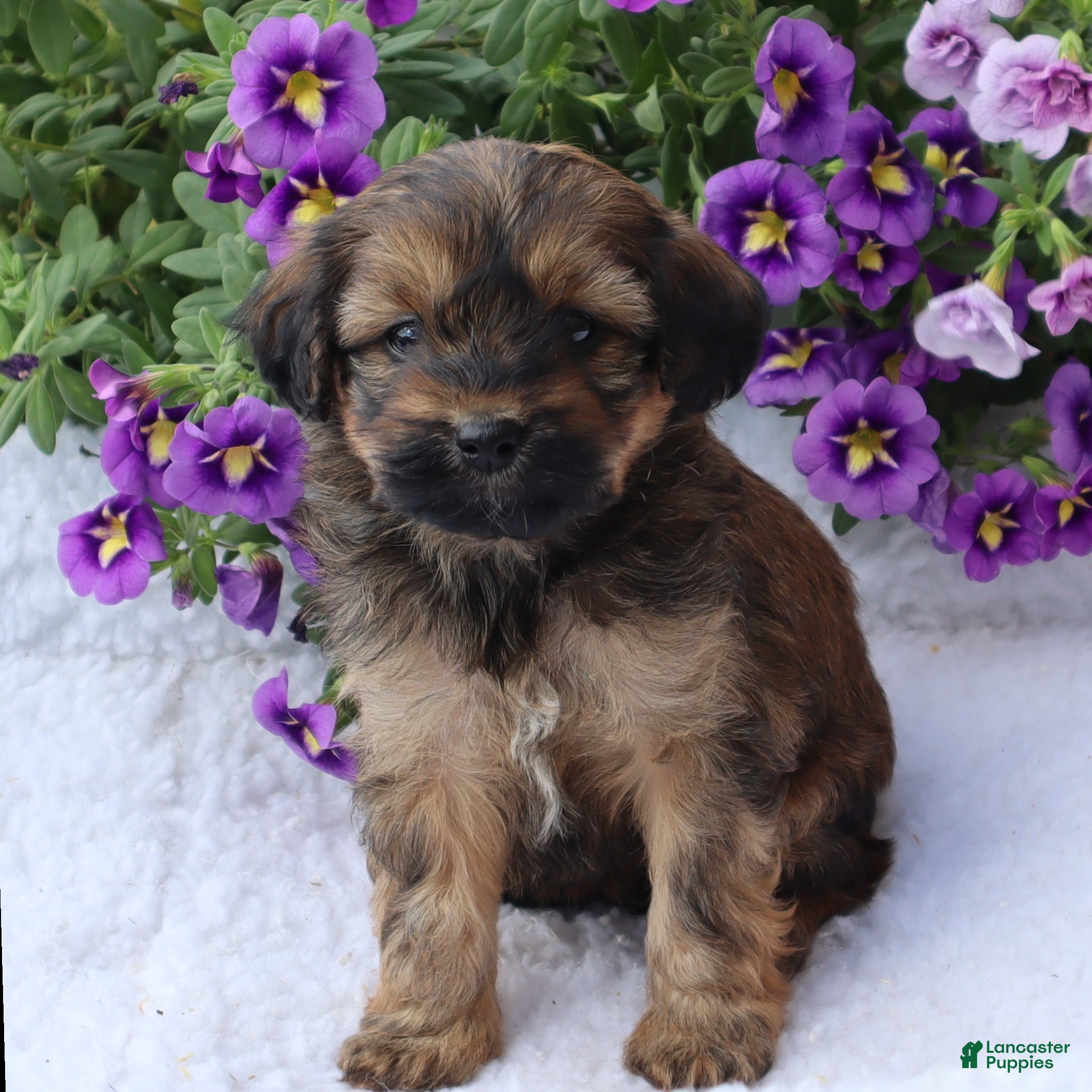 Mini Goldendoodle dogs Charlene - Ad 1