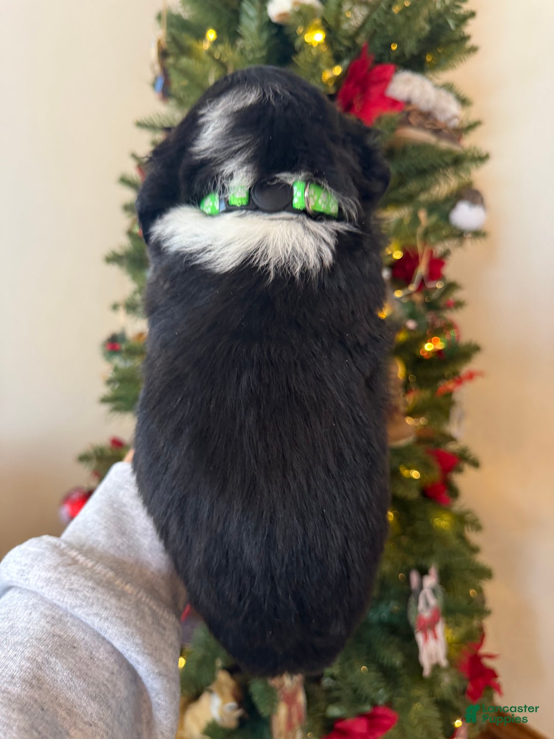 Mixed Breed dogs for sale: Fullerton - Ad 10