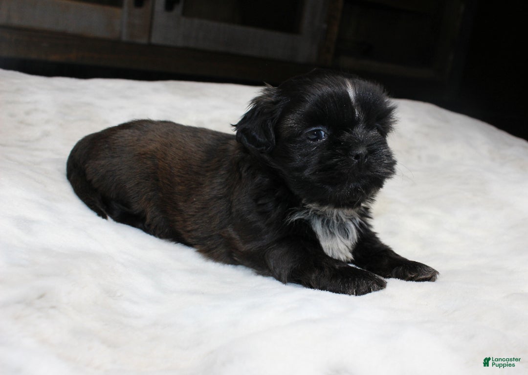 Shih Tzu dogs for sale: Elvis - Ad 3