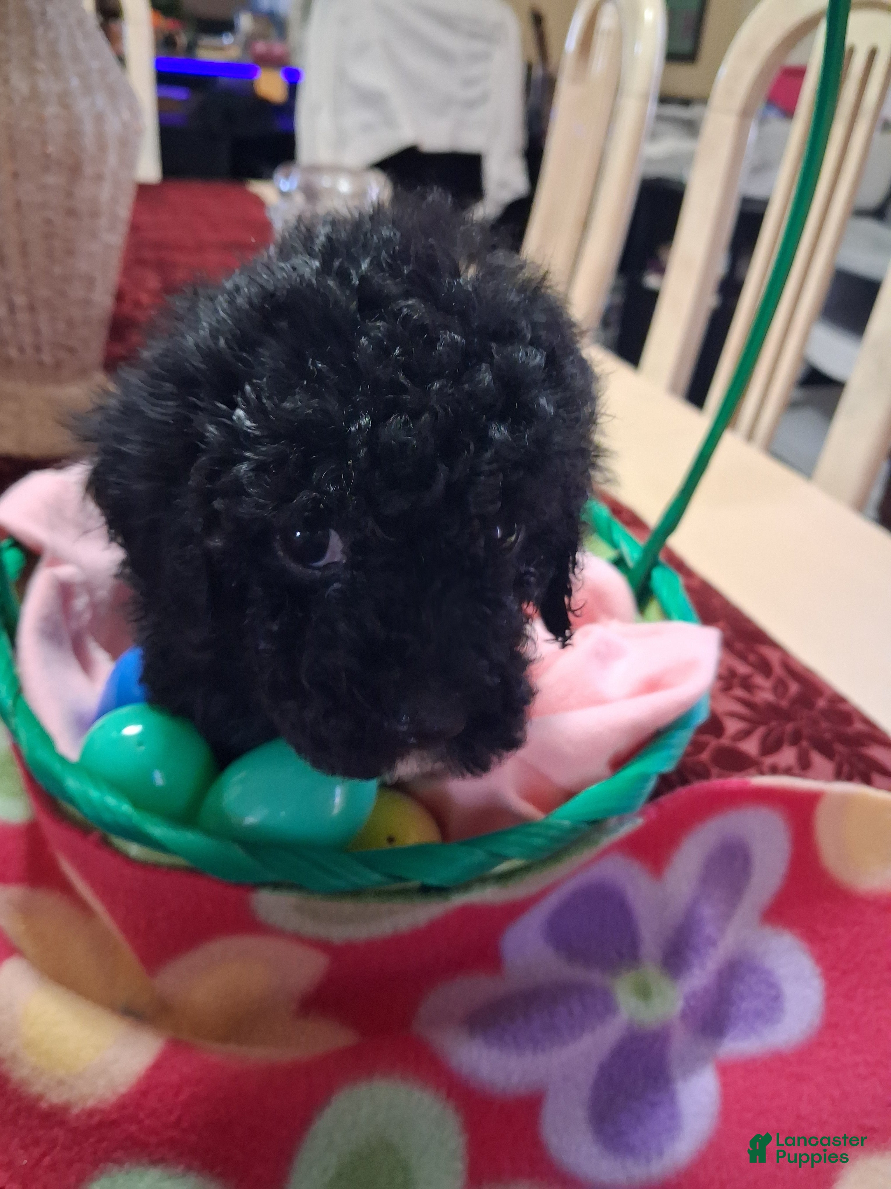 Yorkiepoo dogs Yorkiepoo Puppy 2 - Ad 12