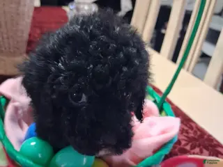 Yorkiepoo dogs Yorkiepoo Puppy 2 - Ad 12