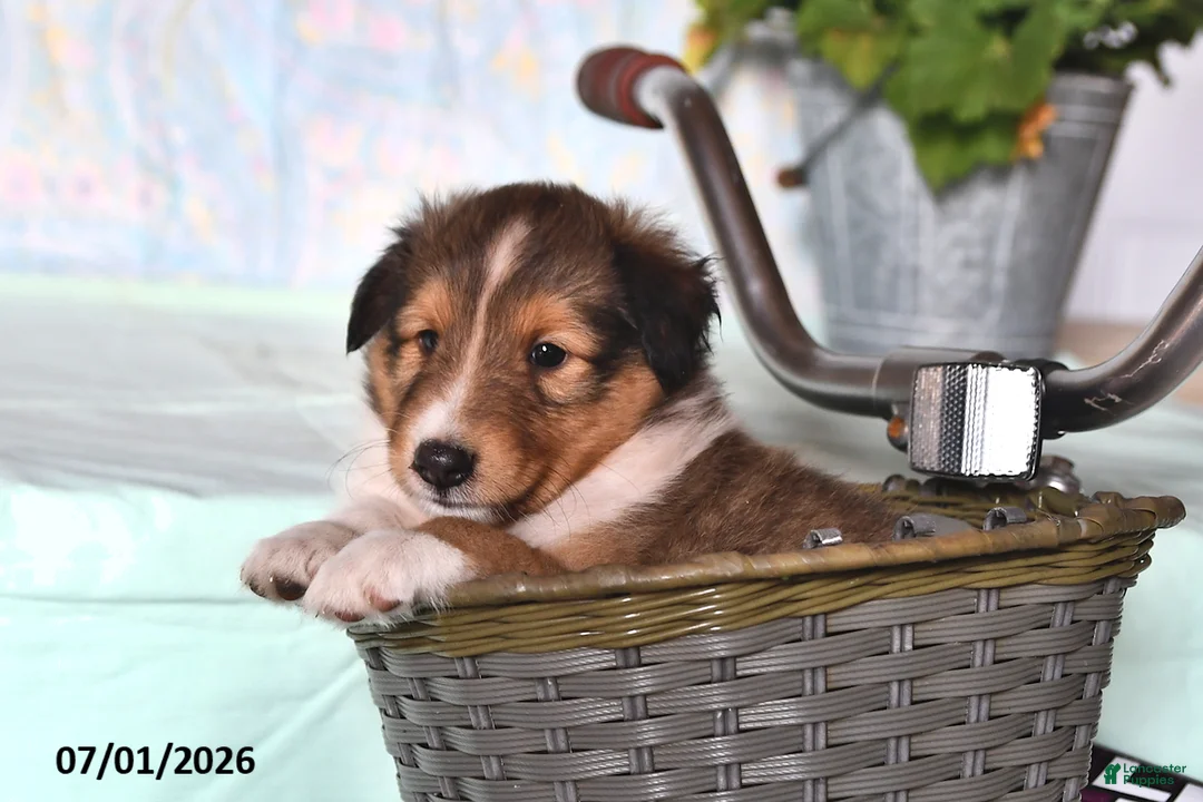 Shetland Sheepdog dogs for sale: Smokey - Ad 2