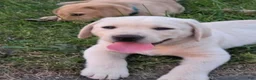 Labrador Retriever dogs for sale: Meet Your New Best Friend! Beautiful Yellow Female Labrador Retriever Puppies Available 💛 - Ad 5