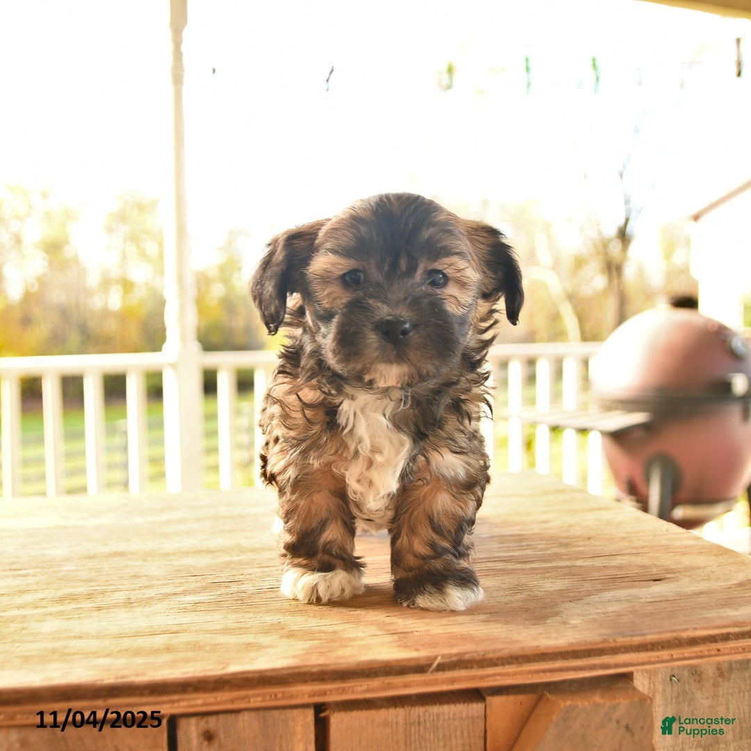 Shorkie dogs for sale: Monty - Ad 9