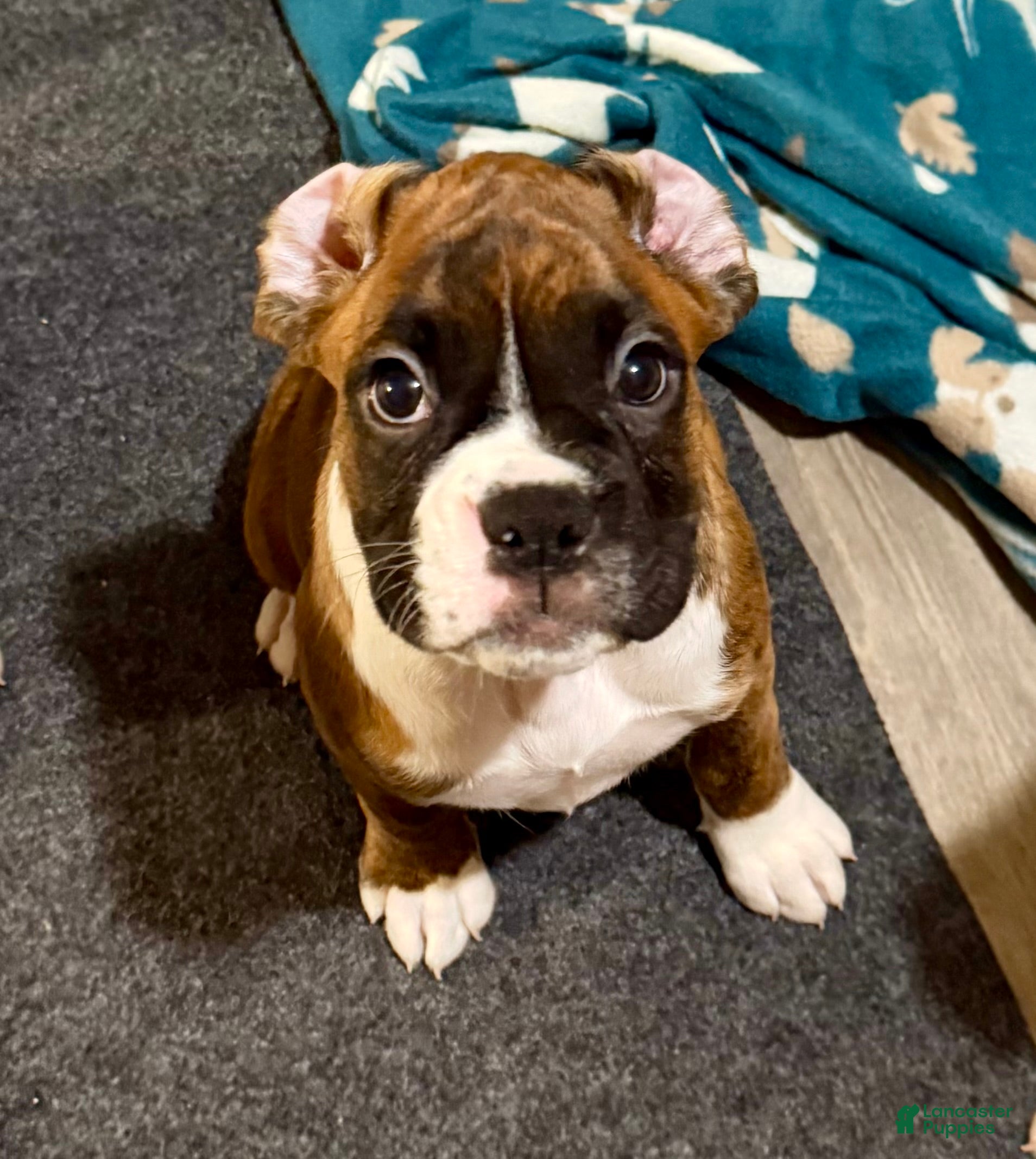 Boxer dogs for sale: Coco - Ad 2