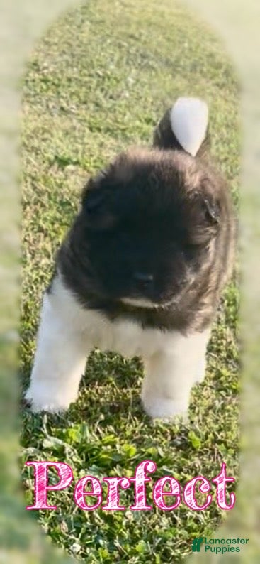 Akita dogs Perfect - Ad 2