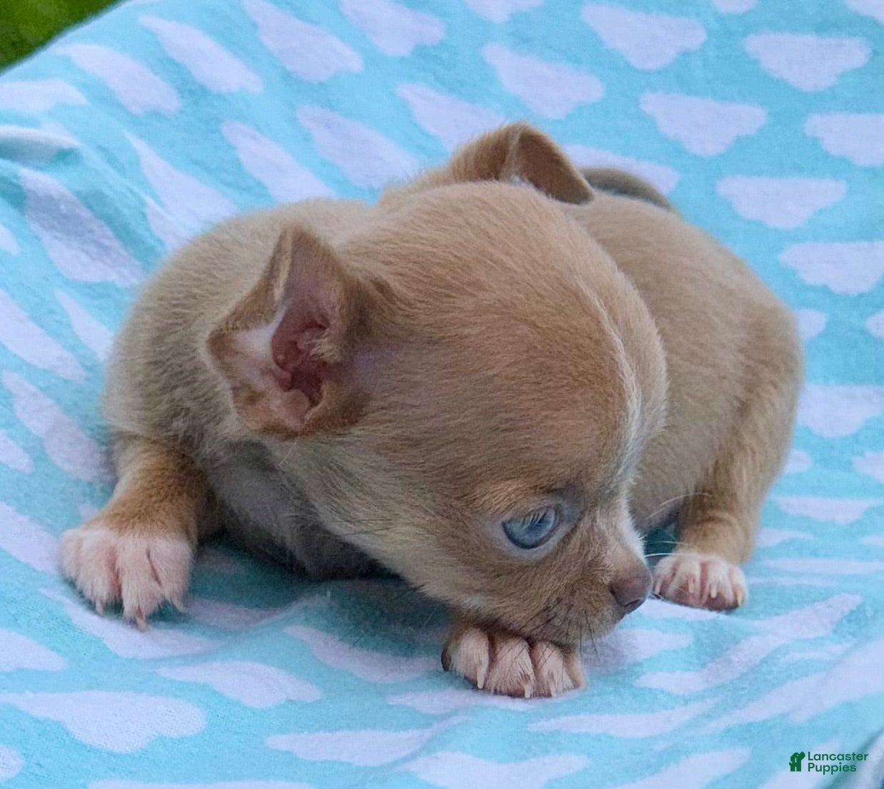 Chihuahua dogs Chihuahua Puppy 1 - Ad 1