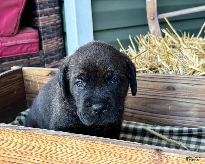 Mixed Breed dogs Purple - Ad 25