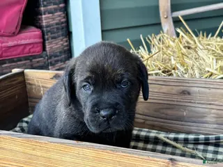 Mixed Breed dogs Purple - Ad 4