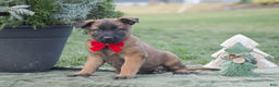 Belgian Malinois dogs for sale: Russell - Ad 1