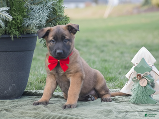 Belgian Malinois dogs Russell - Ad 4