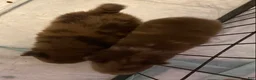 Pomeranian dogs for sale: Pomeranian 4 - Ad 2
