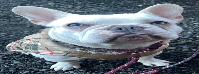 Ugo