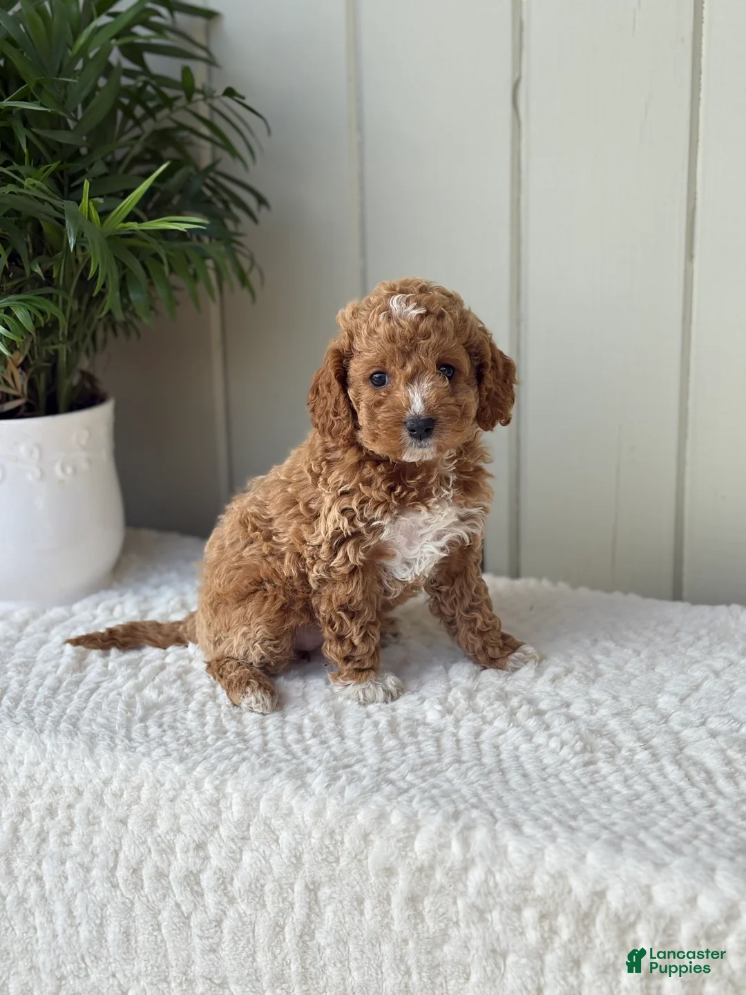 Cockapoo dogs for sale: Cockapoo Puppy 3 Daisy  - Ad 2