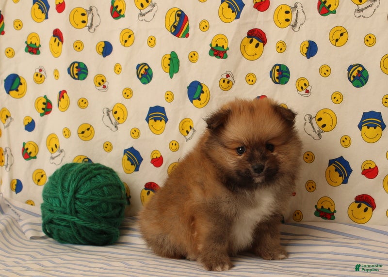 Pomeranian dogs Spencer - Ad 2