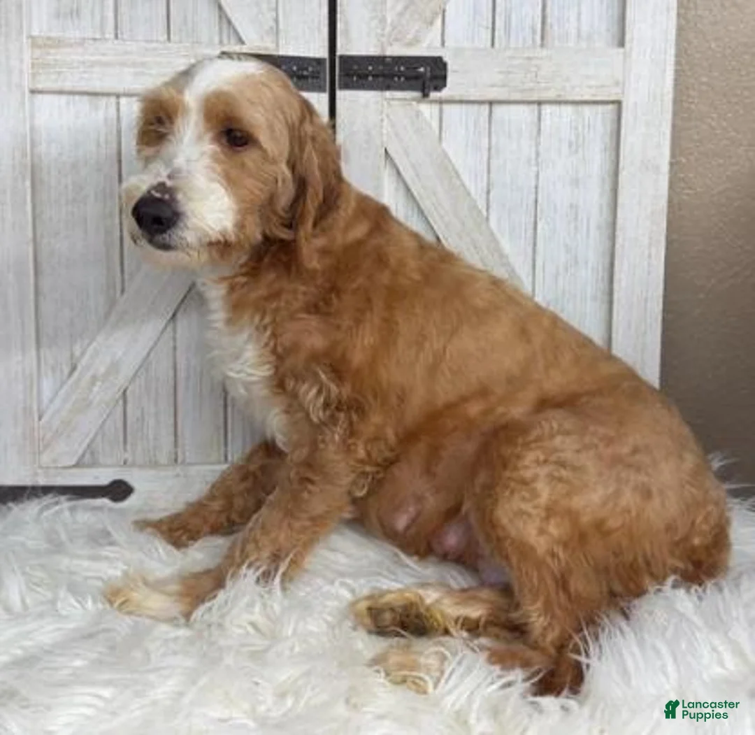 Mini Goldendoodle dogs for sale: Gouda - Ad 4