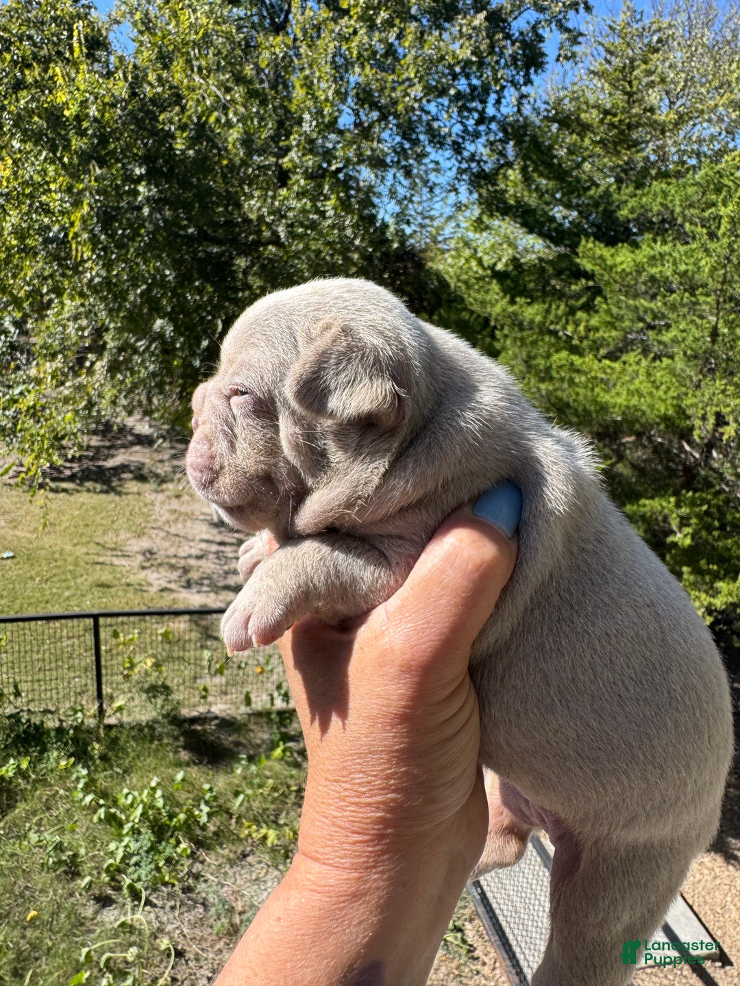 French Bulldog dogs for sale: French Bulldog Puppy 3 - Ad 4