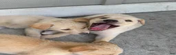 Mixed Breed dogs for sale: Mixed Breed Puppy 7 - Ad 19