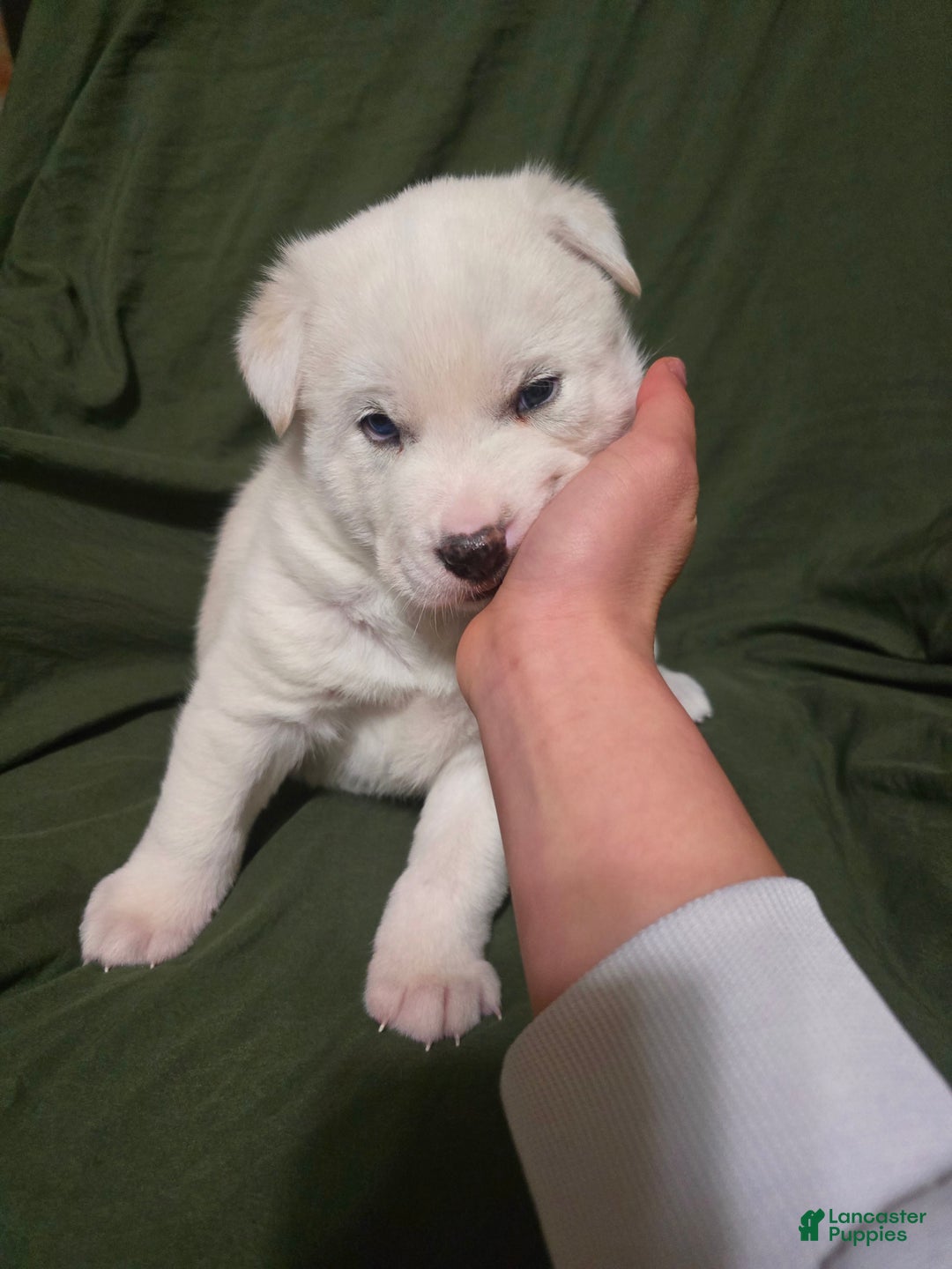 Mixed Breed dogs for sale: Inu - Ad 2