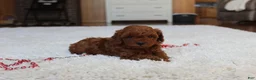 Toy Poodle dogs for sale: Marshall - Ad 8