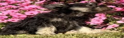 Miniature Schnauzer dogs for sale: Hailey - Ad 3