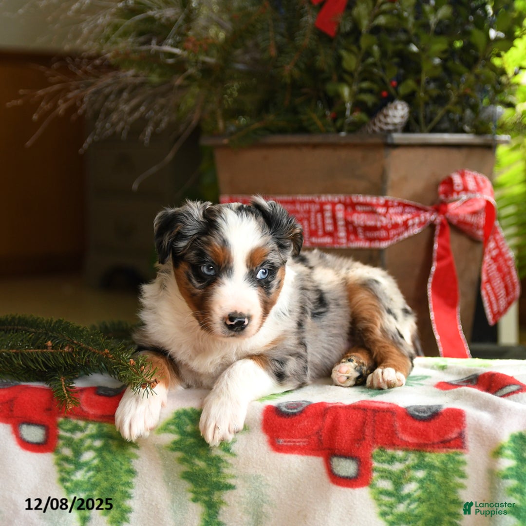 Australian Shepherd dogs for sale: Ace - Ad 4