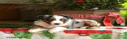 Australian Shepherd dogs for sale: Ace - Ad 10