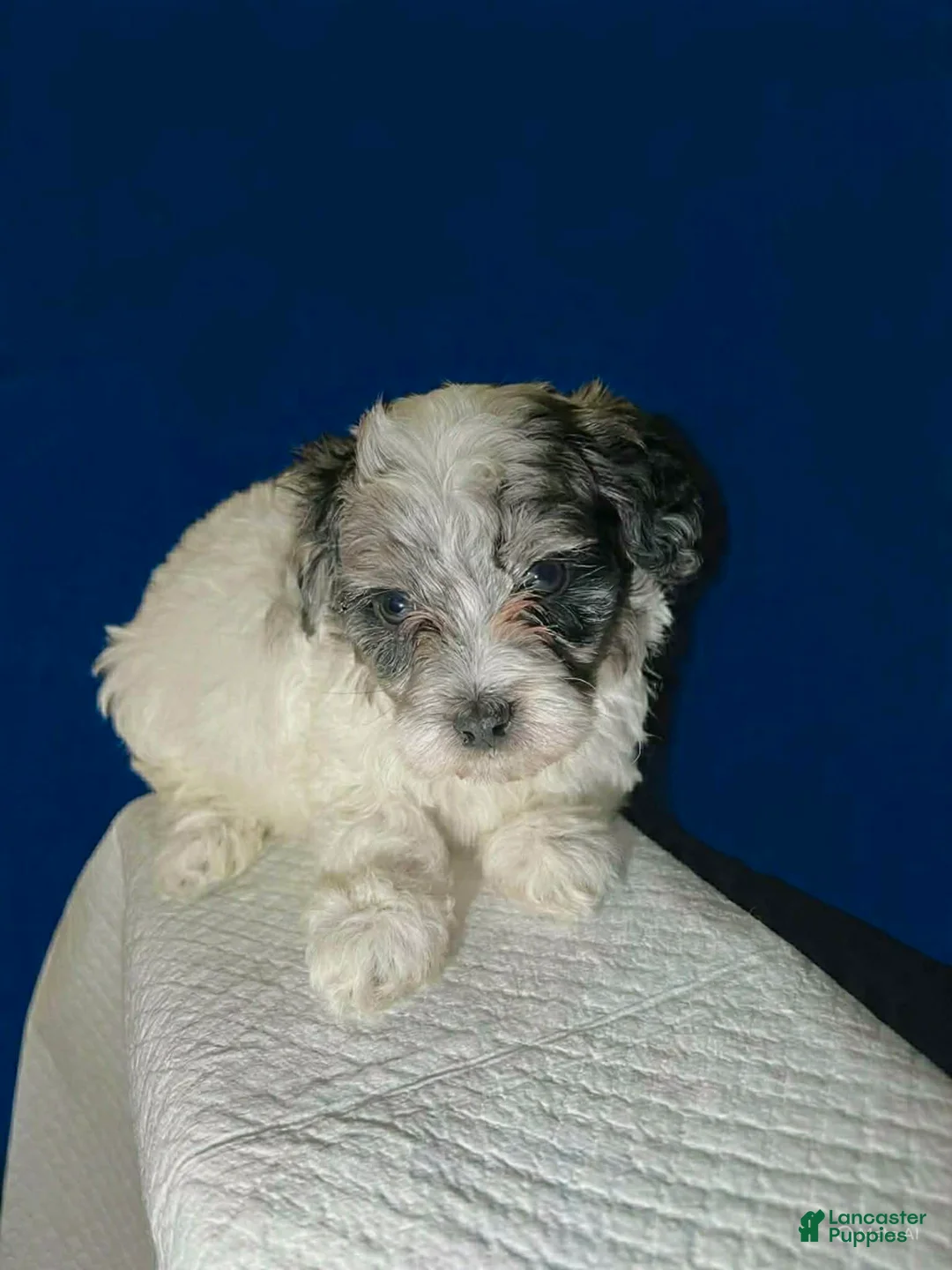 Shihpoo dogs for sale: Teddy - Ad 1