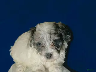 Shihpoo dogs for sale: Teddy - Ad 1