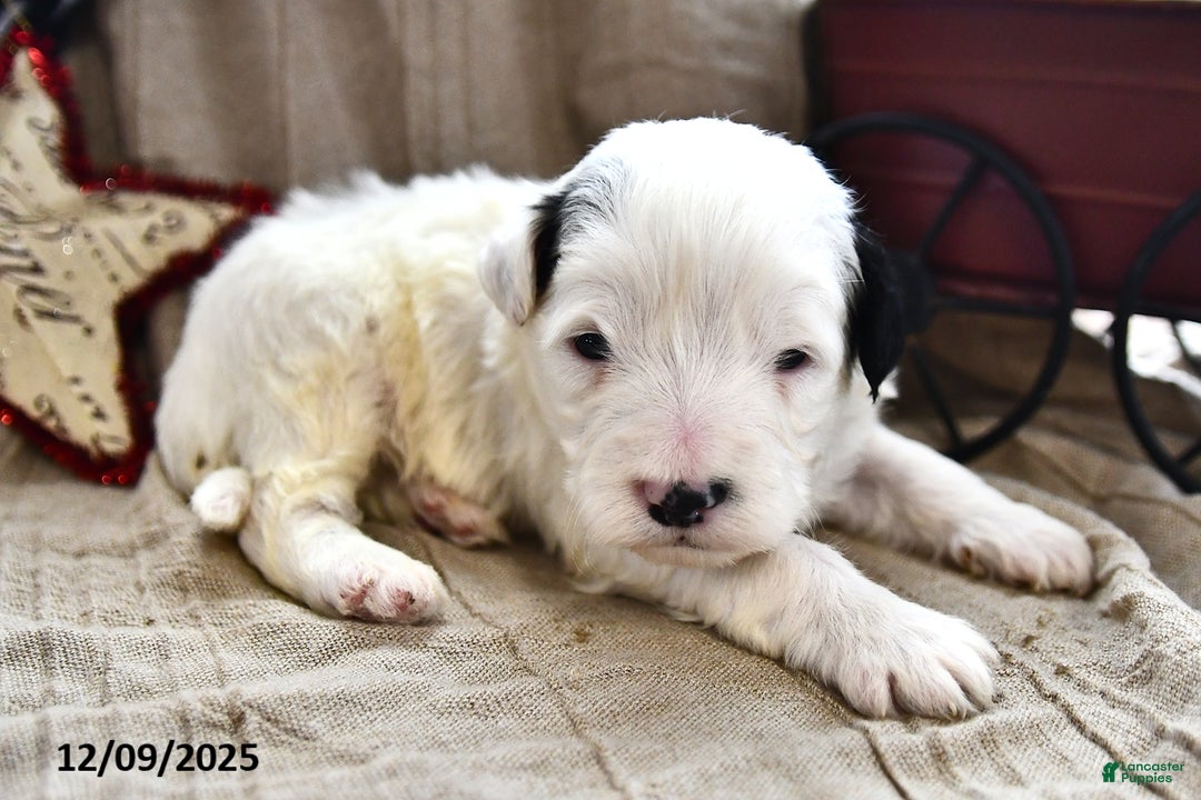 Portuguese Water Dog dogs for sale: Dream  - Ad 4