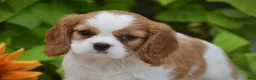Cavalier King Charles Spaniel dogs for sale: Teddy - Ad 3