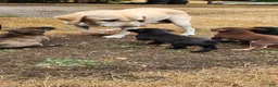 Labrador Retriever dogs for sale: Labrador Retriever 7 - Ad 2