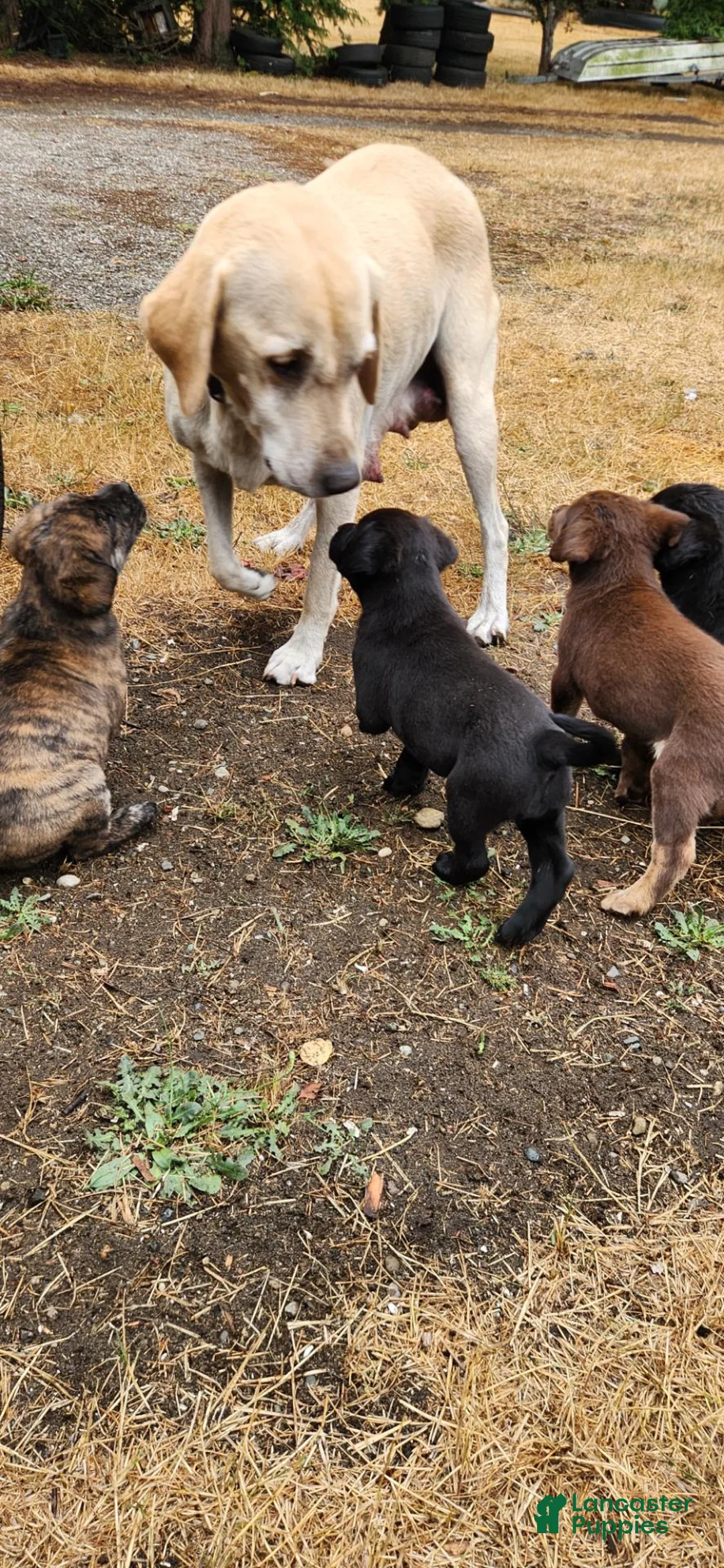 Labrador Retriever dogs for sale: Labrador Retriever 7 - Ad 2
