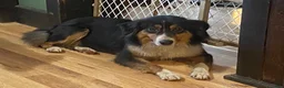 Miniature Australian Shepherd dogs for sale: Theo - Ad 4