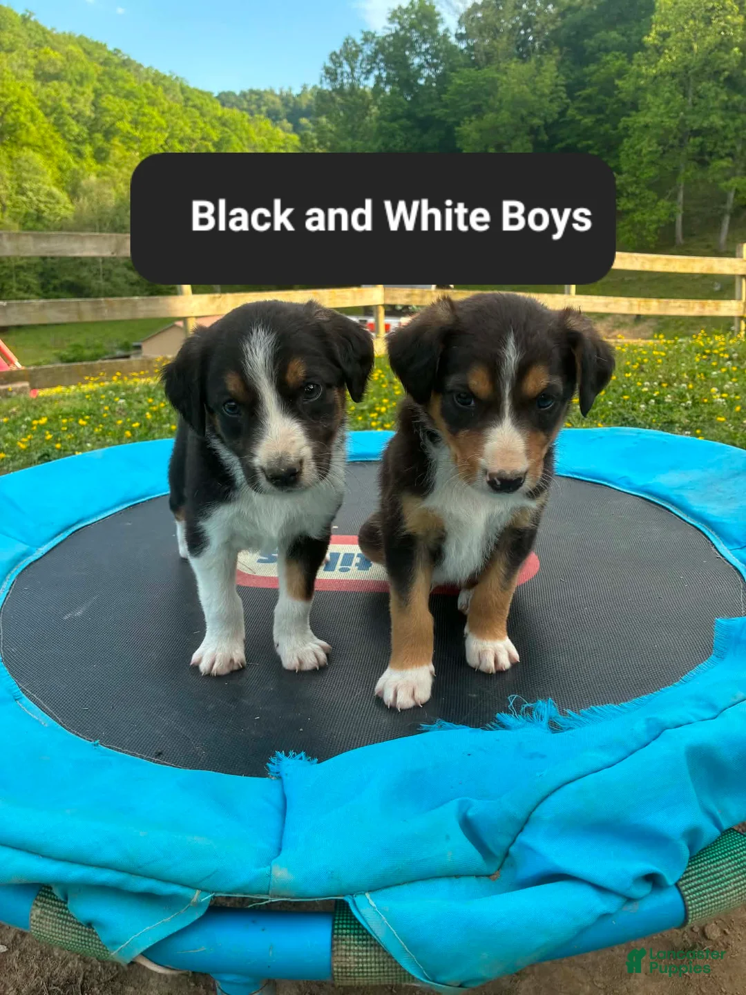 Mixed Breed dogs for sale: Marky - Ad 2