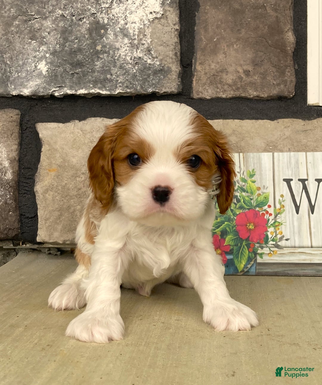 Cavalier King Charles Spaniel dogs for sale: Buddy - Genetic Tested Parents - Ad 7