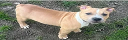 Mixed Breed dogs for sale: Tank - Ad 2