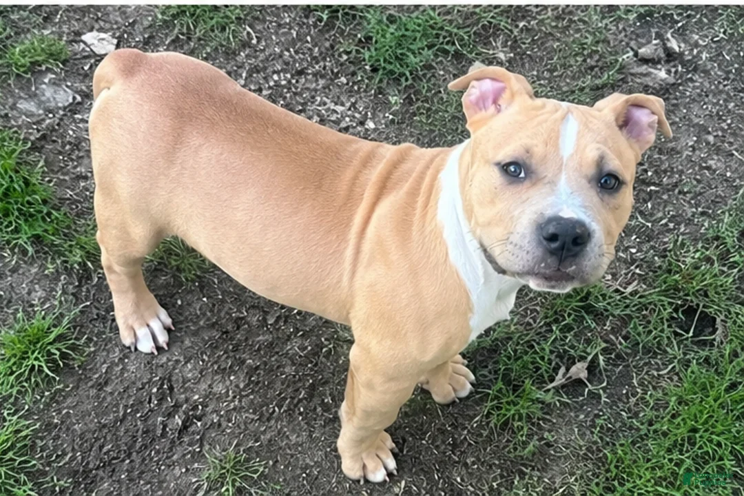 Mixed Breed dogs for sale: Tank - Ad 2