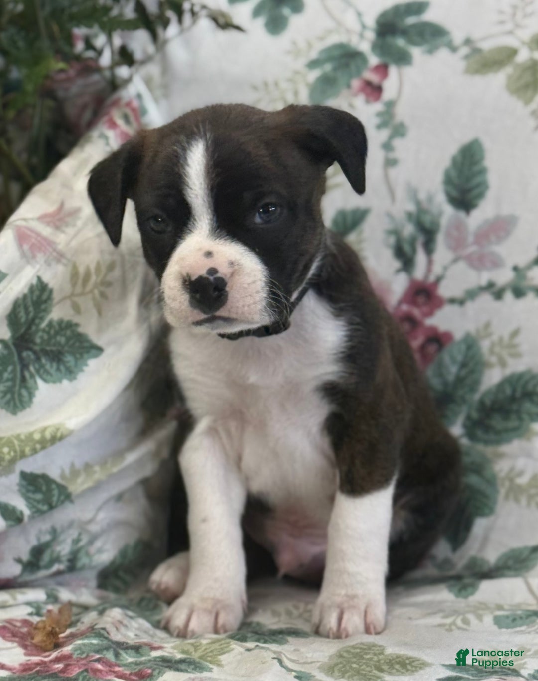 Mixed Breed dogs for sale: Misty - Ad 2