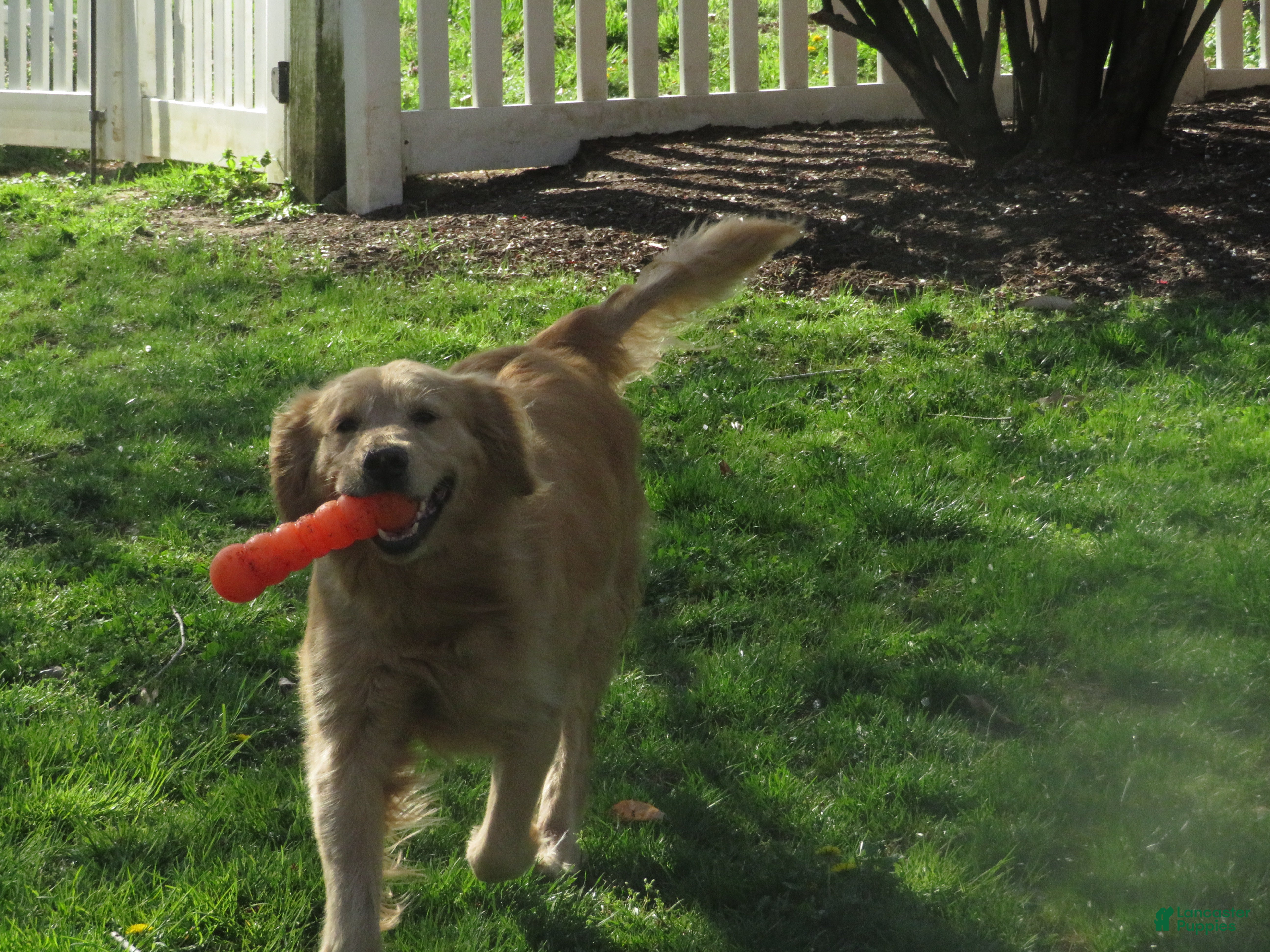 Golden Retriever dogs Golden Retriever Puppy 1 - Ad 2