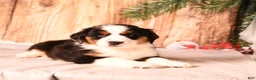 Miniature Australian Shepherd dogs for sale: Blitzen - Ad 5