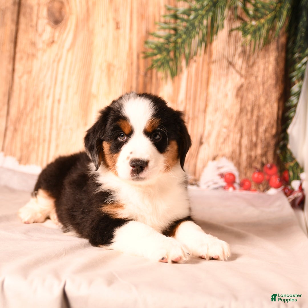 Miniature Australian Shepherd dogs for sale: Blitzen - Ad 5