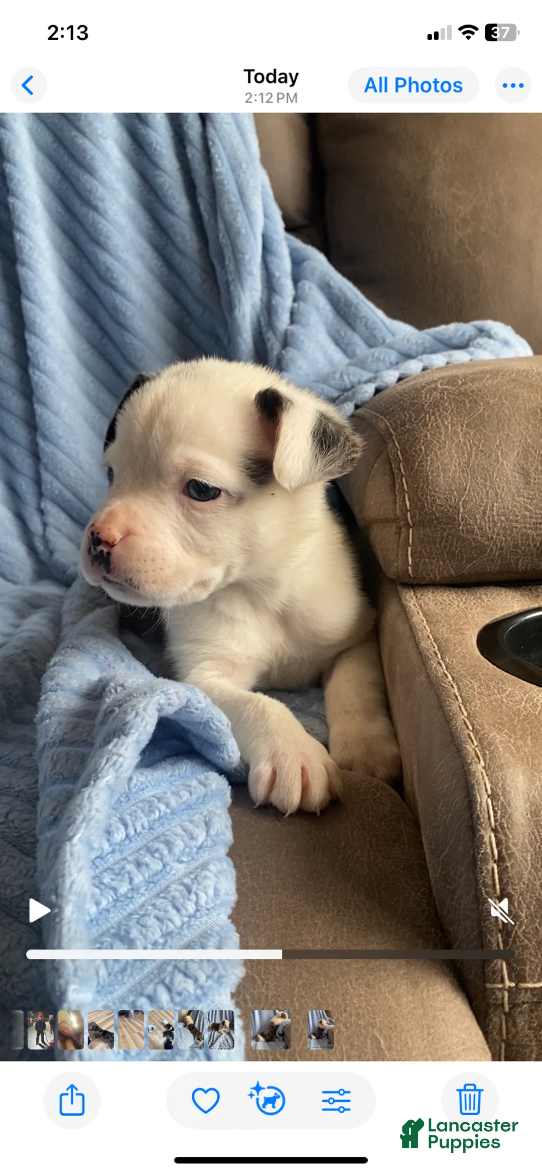 Mixed Breed dogs for sale: Jackson - Ad 2